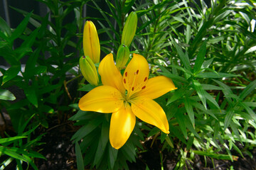 Beautiful Lily flower on green leaves background.