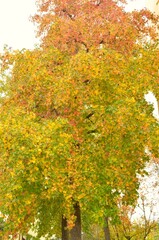 Naklejka premium Tree with green-yellow leaves.