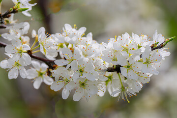 Obraz premium Obstbaumblüte