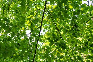 A bright green canopy of leaves