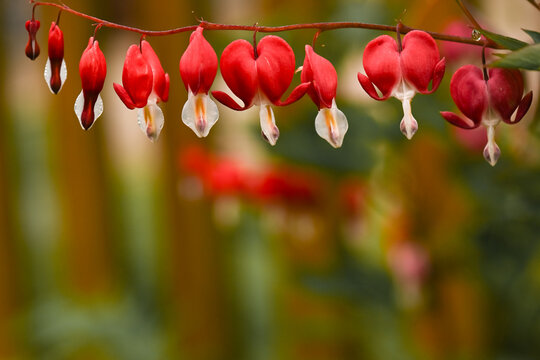 Pflanze Tr&auml;nendes Herz