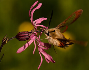 Taubenschwänzchen an Blüte
