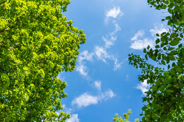 A bright green canopy of leaves and a blue sky