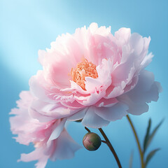Gentle pink peony on a blue background. Spring. Floral background. Spring flowers, mood.