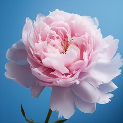 Gentle pink peony on a blue background. Spring. Floral background. Spring flowers, mood.