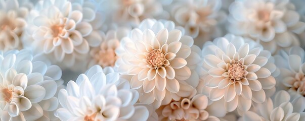 Close up of white dahlia flowers, macro photography in beautiful soft light.