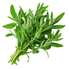 Naklejka premium Tarragon isolated on white background