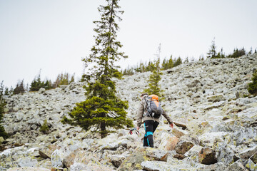 A hiker with a backpack is ascending a steep slope covered with rocky terrain, surrounded by larch trees and evergreen vegetation, admiring the mountain landscape under the blue sky