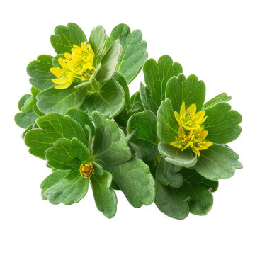 Rhodiola isolated on white background