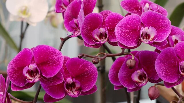 Beautiful tropical exotic branch with pink and magenta Moth Phalaenopsis Orchid flowers in spring in the garden