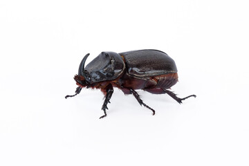 Siamese rhinoceros beetle, Fighting beetle on white.