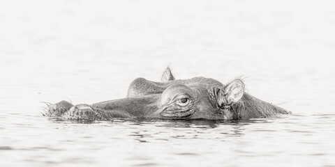 High key hippo