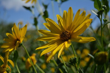 Capítulo de Asteraceae luciendo sus flores liguladas al sol primaveral. 