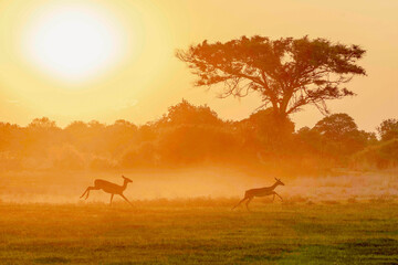 African sunset