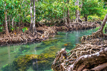 Dichter Mangrovenwald mit sichtbaren Wurzeln und klarem Wasser in Thailand