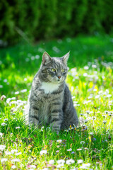 Katze in Kr&auml;uterwiese