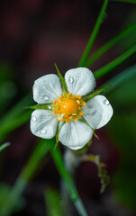 Walderdbeerenblüte im Frühling