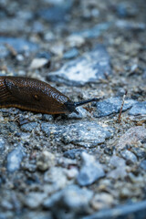 Nacktschnecke auf Steinboden