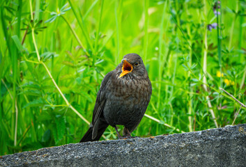 Amsel