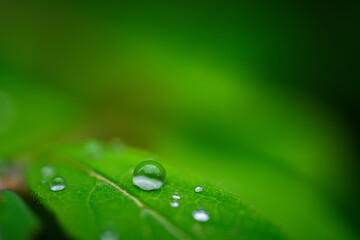 Wassertropfen auf Blatt