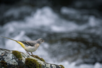 yellow wagtail on a rock in the river