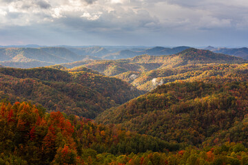 Forest in Autumn