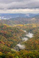 Forest in Autumn