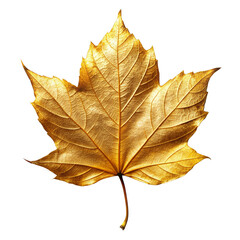Golden Maple Leaf
