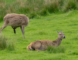 Female red deer lying in the grass