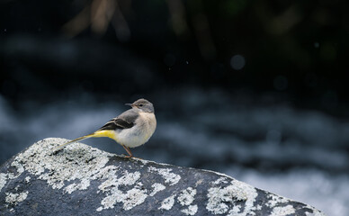 yellow wagtail on a rock in the river