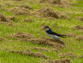 House Martin gathering cut grass for its nest