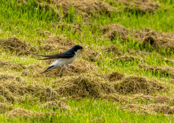 Obraz premium House Martin gathering cut grass for its nest