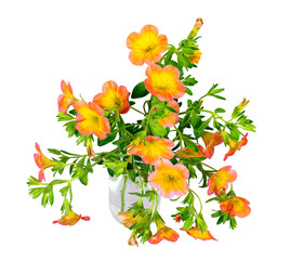 Isolated orane calibrachoa flowers