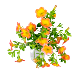 Isolated orane calibrachoa flowers