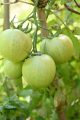 closeup the bunch ripe green tomato with plant in the farm soft focus natural yellow green background.