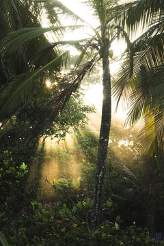 Fototapeta Misty sunrise through lush Costa Rican jungle