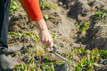 Obraz premium hand of a man working in an orchard