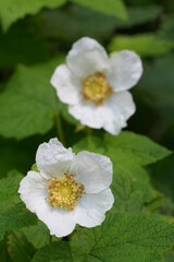 Closeup on the large white flower of the Thimbleberry, Rubus parviflorus, Crescent city, California