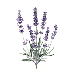 Naklejka premium A close-up of a bunch of fragrant purple lavender flowers