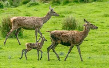 Herd of female red deer with a Bambi 
