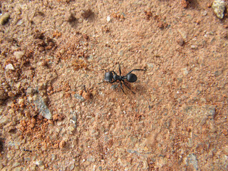 Black ant, walking across the red earth floor, dry and cracked, uneven soil, full of pebbles and piles of sand.