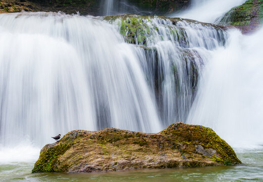 Water Blackbird at the Brink of a Waterfall