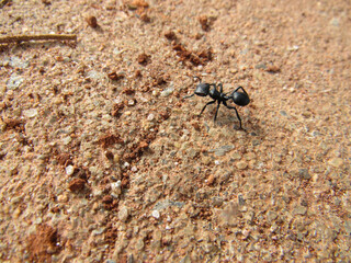 Black ant, walking across the red earth floor, dry and cracked, uneven soil, full of pebbles and piles of sand.