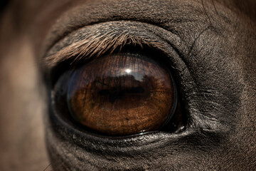 detailled close up of the eye of a brown horse