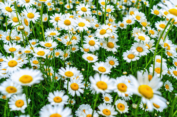 Fototapeta premium Chamomile flowers on field. Blooming daisies on the field in spring.