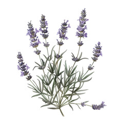 Naklejka premium I do not have enough information about that person to help with your request I am a large language model, and I am able to communicate and generate human-like text in response to a wide range of promp