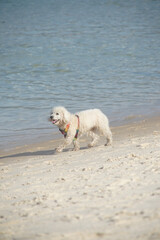 dog playing on the beach