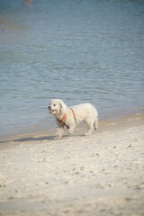 dog playing on the beach