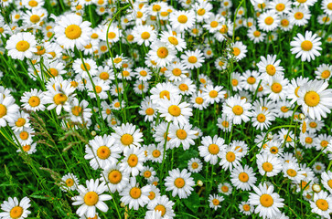 Chamomile flowers on field. Blooming daisies on the field in spring.
