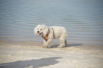 dog playing on the beach